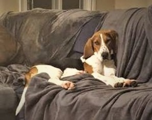 Coonhound Dogs for adoption in Ashland, VA, USA