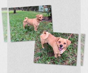 Puggle Dogs for adoption in Naples, FL, USA