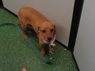 Dachshund Dogs for adoption in Golden Valley, AZ, USA