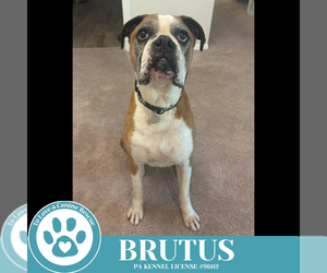 Boxer Dogs for adoption in Kimberton, PA, USA