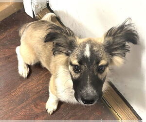 Pembroke Welsh Corgi-Unknown Mix Dogs for adoption in Rockaway, NJ, USA