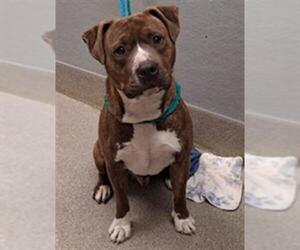 Mutt Dogs for adoption in Las Vegas, NV, USA