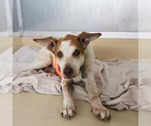 Raggle Dogs for adoption in San Antonio, TX, USA