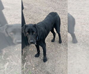 Mutt Dogs for adoption in Atlanta, GA, USA