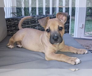 Boxer-Unknown Mix Dogs for adoption in Cary, NC, USA
