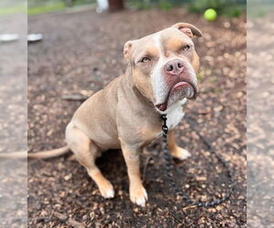 American Pit Bull Terrier Dogs for adoption in Waterford, VA, USA