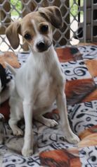 Rat Terrier Dogs for adoption in Bandera, TX, USA