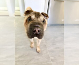 Chinese Shar-Pei Dogs for adoption in Prescott, Ontario, Canada