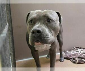 Mutt Dogs for adoption in Martinez, CA, USA