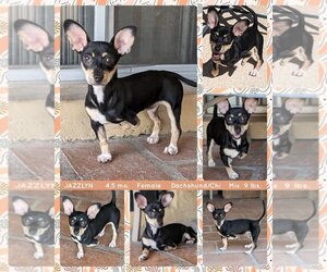 Chiweenie Dogs for adoption in Mesa, AZ, USA