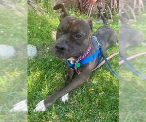 Staffordshire Bull Terrier Dogs for adoption in Lake Elsinore, CA, USA