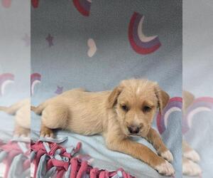 Irish Terrier-Unknown Mix Dogs for adoption in HESPERIA, CA, USA