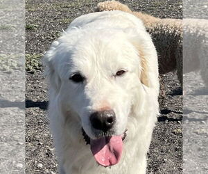 Great Pyrenees-Unknown Mix Dogs for adoption in Hamilton, MT, USA