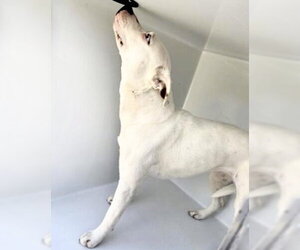 Mutt Dogs for adoption in Houston, TX, USA