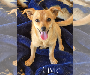 Chihuahua Dogs for adoption in Phelan, CA, USA