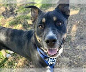 German Shepherd Dog-Unknown Mix Dogs for adoption in Pueblo, CO, USA