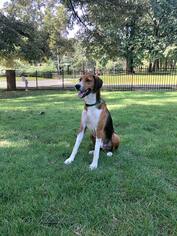 English Foxhound Dogs for adoption in Tunica, MS, USA