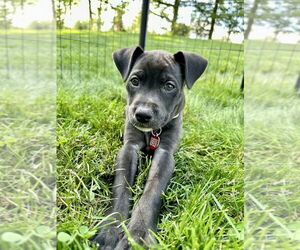 Labrador Retriever-Unknown Mix Dogs for adoption in Springdale, PA, USA