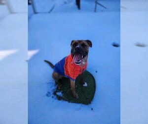 Boxer-Unknown Mix Dogs for adoption in Newton, NC, USA
