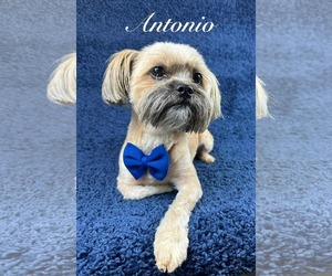 Maltese-Unknown Mix Dogs for adoption in Grafton, WI, USA