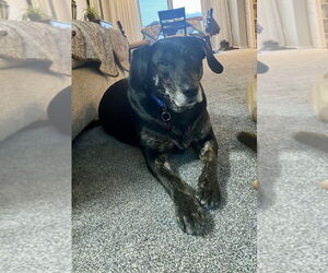 Plott Hound-Unknown Mix Dogs for adoption in Springdale, PA, USA