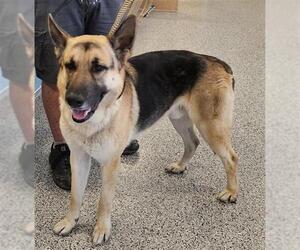 German Shepherd Dog Dogs for adoption in Palmetto, FL, USA