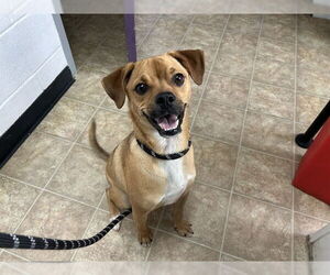 Mutt Dogs for adoption in Raleigh, NC, USA