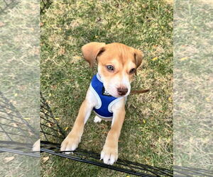 Mutt Dogs for adoption in Plainfield, IL, USA