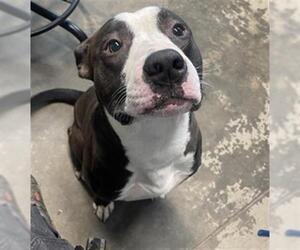 American Staffordshire Terrier-Unknown Mix Dogs for adoption in Tallahassee, FL, USA