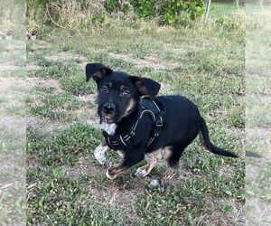 Sheprador Dogs for adoption in Phoenix, AZ, USA