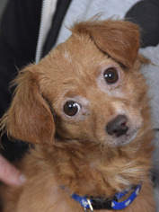 Chihuahua-Unknown Mix Dogs for adoption in Philadelphia, PA, USA