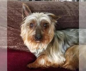 Silky Terrier Dogs for adoption in Pataskala, OH, USA