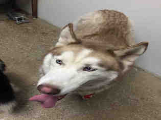 Siberian Husky Dogs for adoption in Lawrence, KS, USA