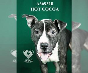 Mutt Dogs for adoption in Stockton, CA, USA