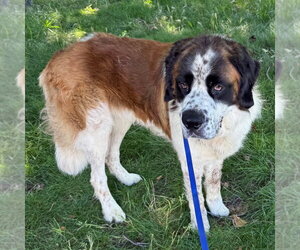 Saint Bernard Dogs for adoption in Chico, CA, USA