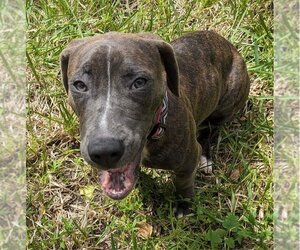 Basset Hound-Labrador Retriever Mix Dogs for adoption in Tampa, FL, USA