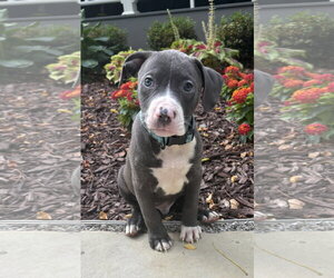 Mutt Dogs for adoption in Clarkston, MI, USA
