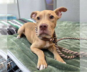 American Pit Bull Terrier-Unknown Mix Dogs for adoption in Long Beach, CA, USA