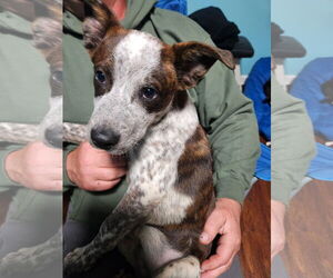 Medium Photo #7 Mutt Puppy For Sale in Garden City, NY, USA