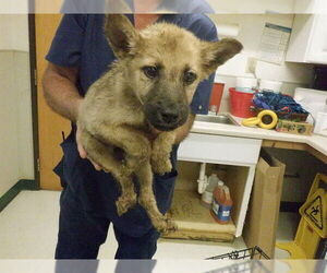 German Shepherd Dog-Unknown Mix Dogs for adoption in Oroville, CA, USA