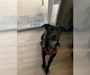 Mastador Dogs for adoption in Battle Ground, WA, USA
