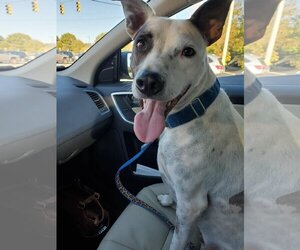 Jack Russell Terrier-Unknown Mix Dogs for adoption in Holly Springs, NC, USA