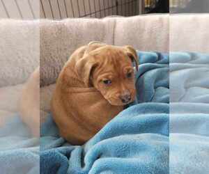 American Pit Bull Terrier-Bulldog Mix Dogs for adoption in Raleigh, NC, USA