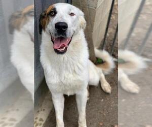 Boxador Dogs for adoption in Riverside, CA, USA