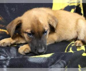 Mutt Dogs for adoption in Thief River Falls, MN, USA