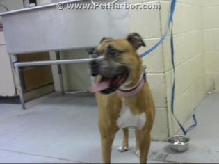 Boxer Dogs for adoption in Conroe, TX, USA