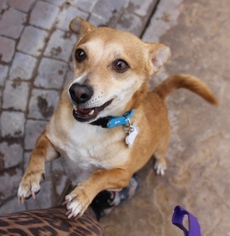 Medium Photo #1 Chihuahua Puppy For Sale in phoenix, AZ, USA