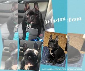 French Bulldog Dogs for adoption in Fenton, MO, USA
