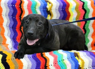 Labrador Retriever-Unknown Mix Dogs for adoption in Newfoundland, PA, USA