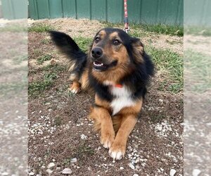 Australian Shepherd-Unknown Mix Dogs for adoption in Winter Park, CO, USA
